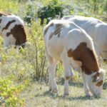 I uzgajivači junadi najavljuju poskupljenja: ‘Nema to veze s geopolitikom, nego s teladi i strategijom plotkinja’