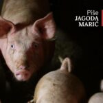 Samo u Hrvatskoj. Institucije 10 godina ne mogu utvrditi je li seljak previše tovio prasiće. Uključio se i Ustavni sud