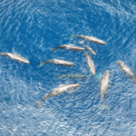 Znanstvenici su snimili kitov porođaj, mama je imala mnogo pomagača pri donošenju bebe na svijet