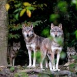 Hit objava zagrebačkog ZOO-a. ‘Nakon nevremena dobili smo dvije nove stanovnice. Same su nam došle’