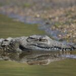 Indija planira napuniti pogranične rijeke krokodilima i zmijama kako bi zaustavila migrante