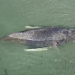 Video. Umirući kit izazvao neviđenu dramu u Njemačkoj: znanstvenicima prijete smrću, uplela se i tvrda desnica