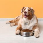 Znate li što je mix-feeding i zašto je važan za vaše kućne ljubimce?