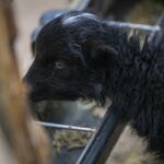 Foto. Crno janje s bijelim čuperkom nova je zvijezda zagrebačkog ZOO-a: svi se guraju da vide umiljatu Točkicu