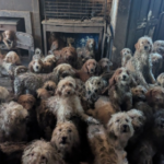 Šokantno otkriće u kući na jugu Engleske, 250 pasa živjelo u nehumanim uvjetima: ‘Ovo nije AI, fotka je stvarna’