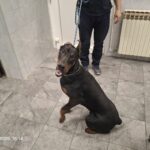 Pas kojeg je vlasnik tukao i vukao po ulici na sigurnom u Dumovcu, monstrumu kaznena prijava