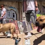 Video. Siroti Hugo kojeg je manijak vukao po cesti ide u školu za pse i traži obitelj: ‘Pokazuje ogroman potencijal’
