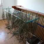Foto. U Umagu priveden Slovenac, u stanu mu pronašli gomilu marihuane i pravi narko laboratorij