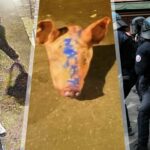 Otkriveni detalji bizarnih ruskih operacija po Europi: svinjskim glavama i seks-lutkama širili mržnju i paniku
