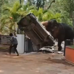 Video. Rastrojeni slon bacao i razbijao automobile, srušio stablo… Kaos trajao satima, jedan čovjek poginuo