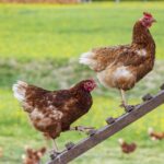 Izašla frapantna studija o organskim jajima iz slobodnog uzgoja, izgleda da su iznimno štetna za okoliš