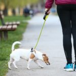 Švicarski grad kažnjavat će vlasnike pasa koji ne budu isprali mokraću svojih ljubimaca