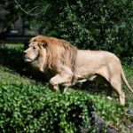 Prijatelji životinja napali zagrebački ZOO zbog smrti lavice: ‘Htjeli ste ih pariti da imate nove zatočenike!’