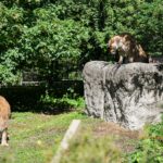 Foto. Novi par ugroženih afričkih lavova stigao u maksimirski ZOO: ‘Nužna im je pomoć čovjeka’