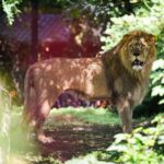 Šok u zagrebačkom ZOO-u. Mladi lav koji je nekidan stigao u Maksimir napao i usmrtio lavicu