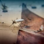 U Grčkoj eksplodirala epidemija virusa zapadnog Nila, broj slučajeva učetverostručen, 13 ljudi umrlo