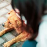 Kako u Hrvatskoj izgleda onkološko liječenje kućnih ljubimaca? Veterinarke otkrile što nam nedostaje