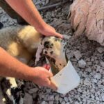 Ova slatka ovca zaglavila je na litici na Krku, hrabri vatrogasci odmah su krenuli u akciju