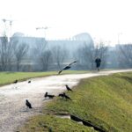 U Zagrebu potvrđen virus groznice Zapadnog Nila. Pronašli ga u uginulim vramana