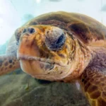 Glavata želva ponovno sije strah među kupačima u Kaštelima: ‘Prišla mu je s leđa, ugrizla ga i raskrvarila’