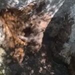 Video. Siroti medvjedić upao u jamu kod Mostara, lovci mu bacili uže da se spasi