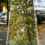 Opadanje lišća u Zagrebu nije znak rane jeseni. Drveće pokušava sačuvati vlagu uslijed visokih temperatura