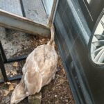 Foto. Mladi labud zapeo glavom uz stepenice autoservisa u Zagrebu, spasili ga djelatnici ZOO-a