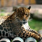 Dugogodišnja čuvarica umrla nakon napada leoparda u safari-parku u Nizozemskoj