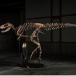 Rijetki dinosaur imena Jodi, dug šest metara, prodan je za 47,3 milijuna dolara