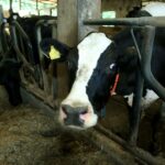 Europski revizori otkrili besramnu muljažu u Hrvatskoj. Isplaćivani poticaji za stoku koja nije postojala